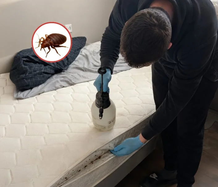 Technicien traitant un matelas contre les punaises de lit à Longjumeau